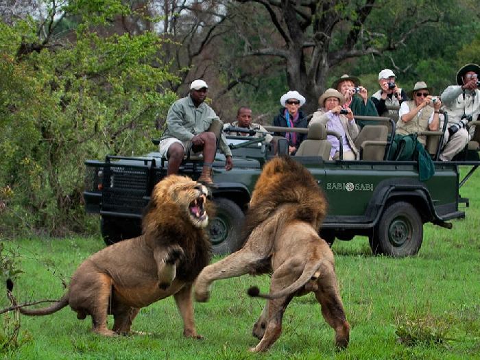 Отдых в Африке - Свидетели разборок львов